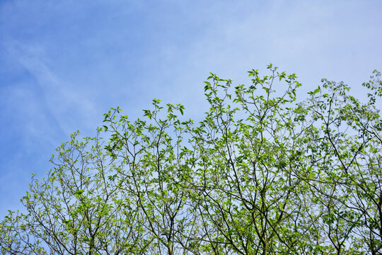 仰拍天空枝叶春色