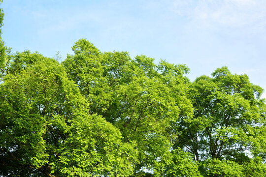 蓝天绿树