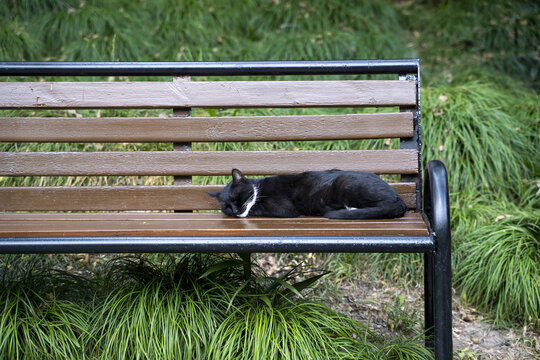 公园长椅上的猫