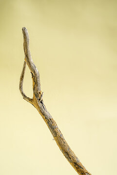 米黄色背景上的一根树枝