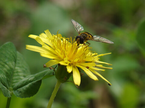 一只蜜蜂在蒲公英花朵上吸食花蜜