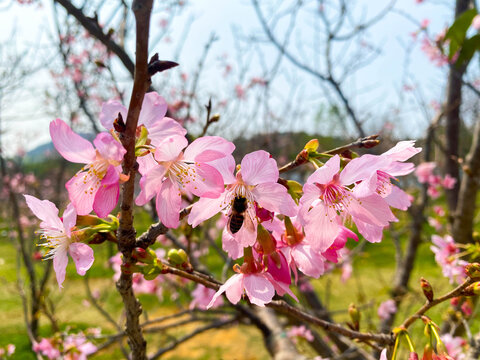 桃花