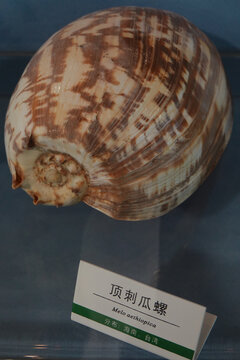 顶刺瓜螺海螺标本