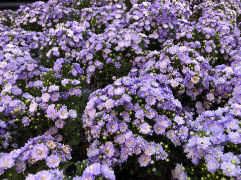 重瓣风铃紫色小花清新花卉