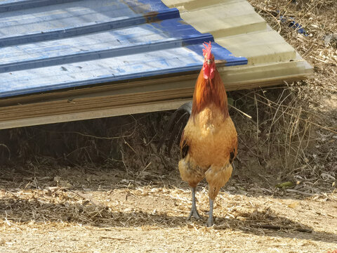 生态鸡