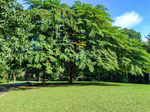 中科院热带植物园