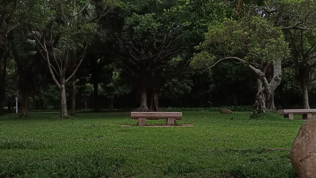 森林里的孤单石凳