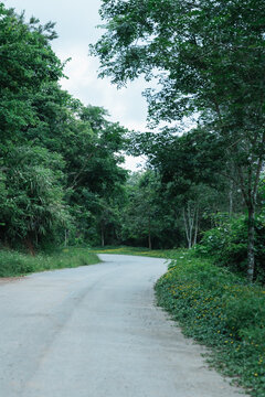 林中树木旁的公路