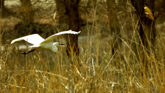 胡杨林中飞翔的白鹭