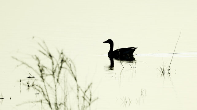 湖中游动的大雁