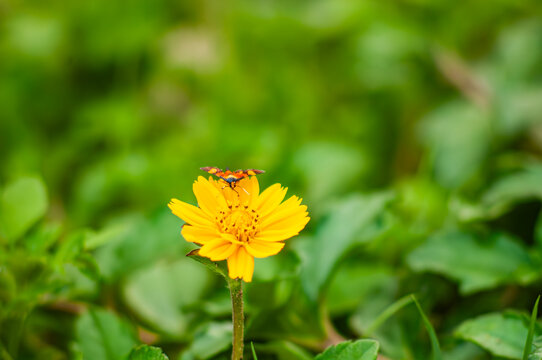 飞蛾在野生雏菊上休息的特写