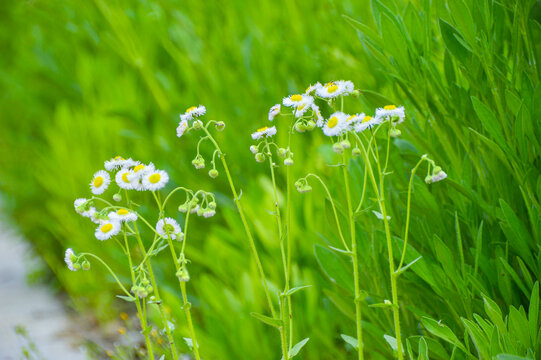 一片野花场景