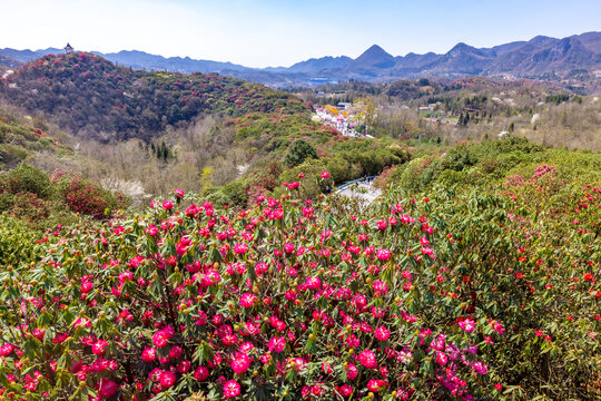 贵州毕节市百里杜鹃