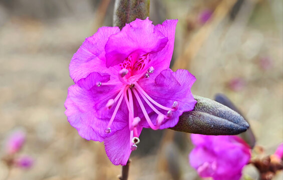 杜鹃花开