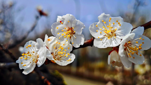 梅花枝头