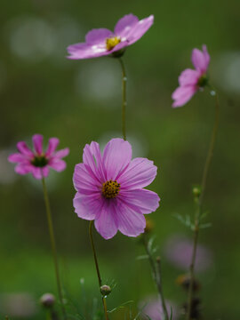 格桑花特写