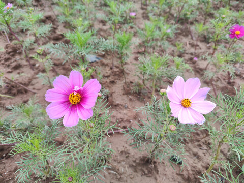 波斯菊格桑花野花