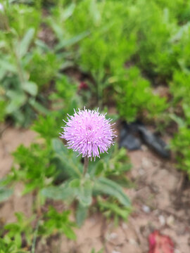 大蓟花野花药材