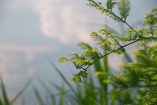 新鲜绿色植物对天空的特写镜头