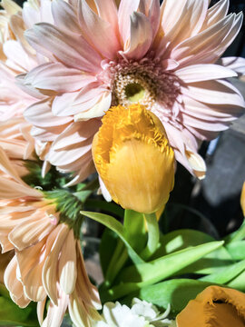 郁金香和菊花