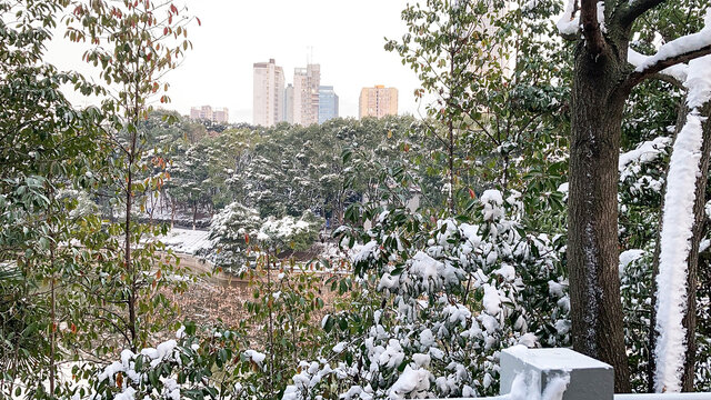 雪景树林