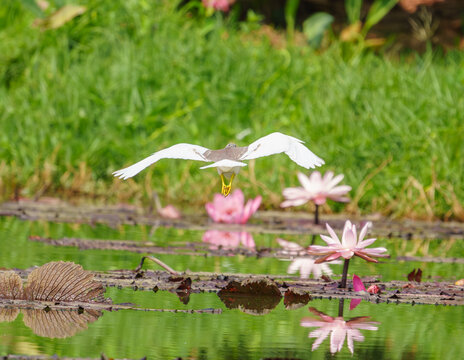 荷塘水面上飞翔的白鹭
