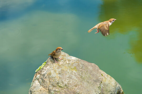 栖息在水域旁岩石上的麻雀
