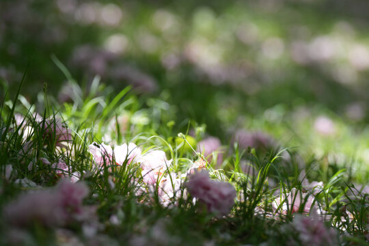 樱花落花