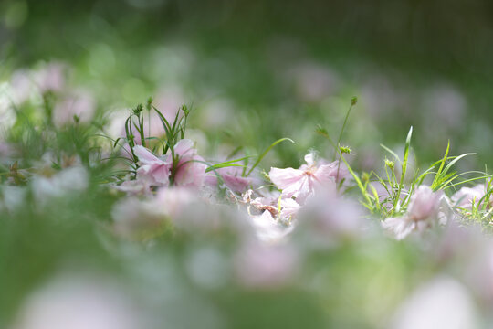 樱花落花