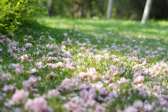 落花樱花