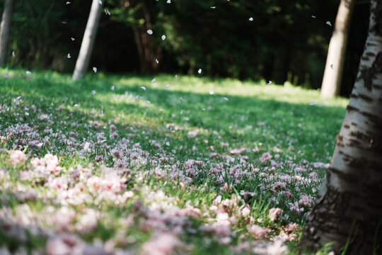 落花樱花