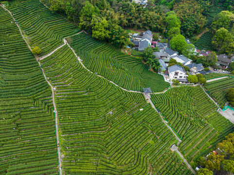 杭州龙井茶园