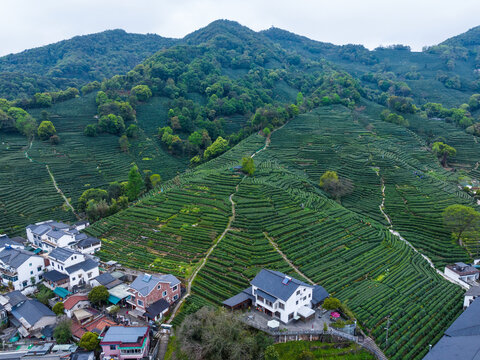 杭州龙井茶园