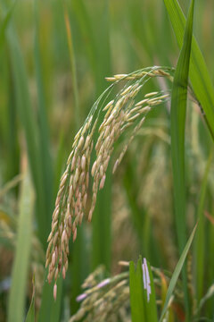 稻谷稻田