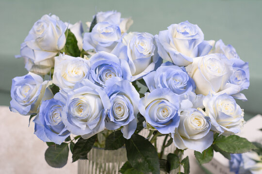 吸色蓝色玫瑰