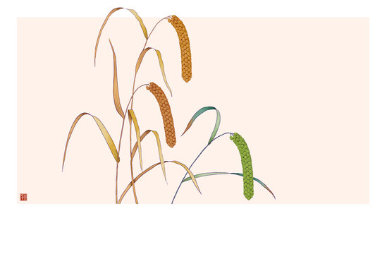 黄小米插画