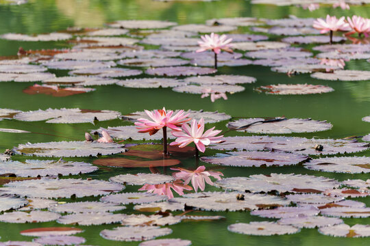 湖中盛开的柔毛齿叶睡莲