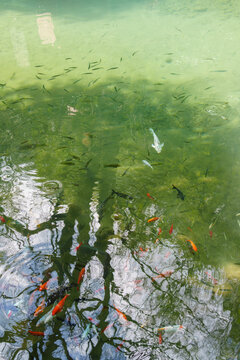 玉溪九龙池里的鱼群