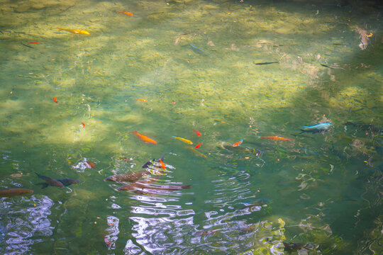 玉溪九龙池里的鱼群