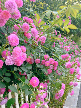 南京七桥瓮公园路边蔷薇