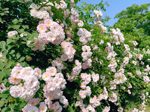 南京七桥瓮公园路边蔷薇