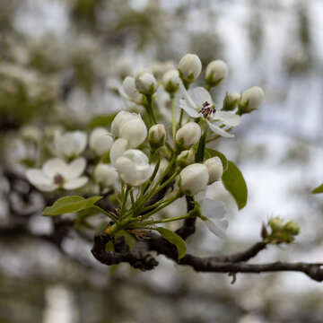 梨花春天花卉自然风光微距摄影