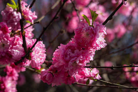 榆叶梅春天花卉自然风光微距摄影