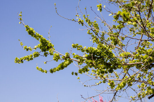 榆树钱春天自然风光微距摄影
