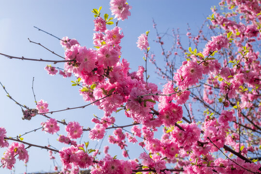 榆叶梅春花小红花春天微距摄影