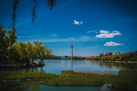 北京玉渊潭公园湖边的春色