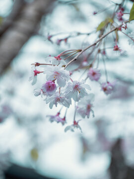 樱花花卉粉色白色
