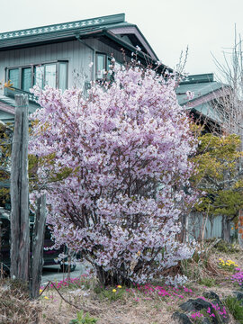 樱花住宅区樱花粉色白色