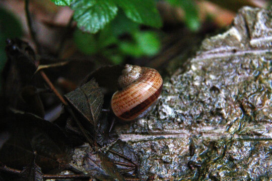 雨后爬行的蜗牛