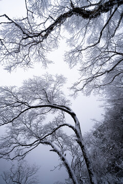 老君山下雪大山森林雾凇景观